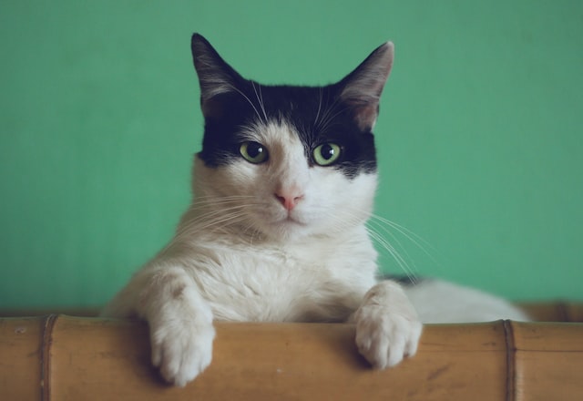 Oliver